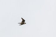 DPPhotography - Extremadura - Peregrine - F