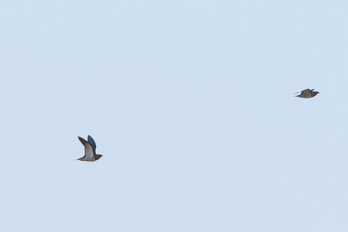 DPPhotography - Extremadura - Pin-tailed sandgrouse - A.jpg - Pin-tailed sandgrouse - Trujillo Plains, Extremadura