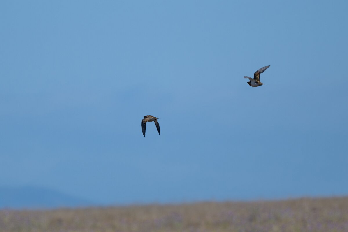 DPPhotography - Extremadura - Pin-tailed sandgrouse - B.jpg - Pin-tailed sandgrouse - Trujillo Plains, Extremadura
