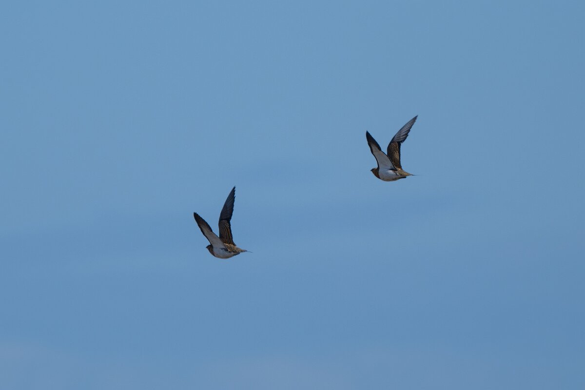 DPPhotography - Extremadura - Pin-tailed sandgrouse - C.jpg - Pin-tailed sandgrouse - Trujillo Plains, Extremadura