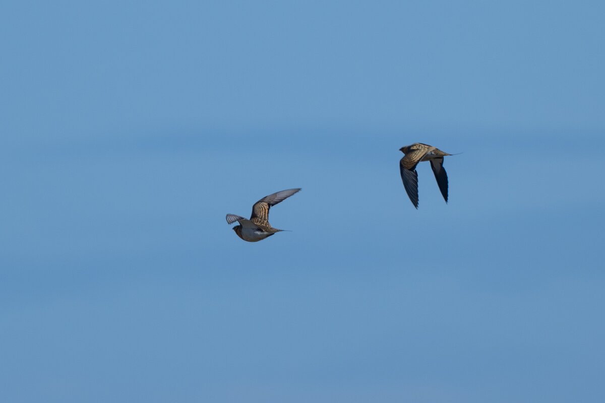 DPPhotography - Extremadura - Pin-tailed sandgrouse - F.jpg - Pin-tailed sandgrouse - Trujillo Plains, Extremadura