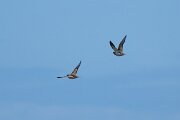 DPPhotography - Extremadura - Pin-tailed sandgrouse - D