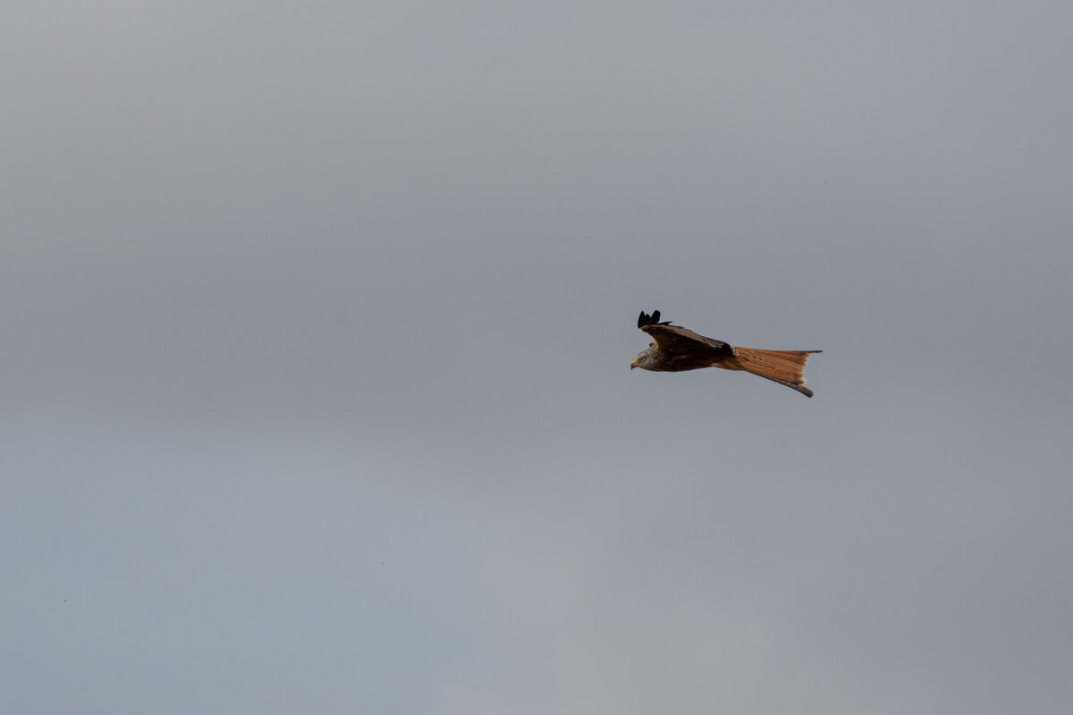 DPPhotography - Andalucia - Red kite - A.jpg - Red kite - Doñana National Park