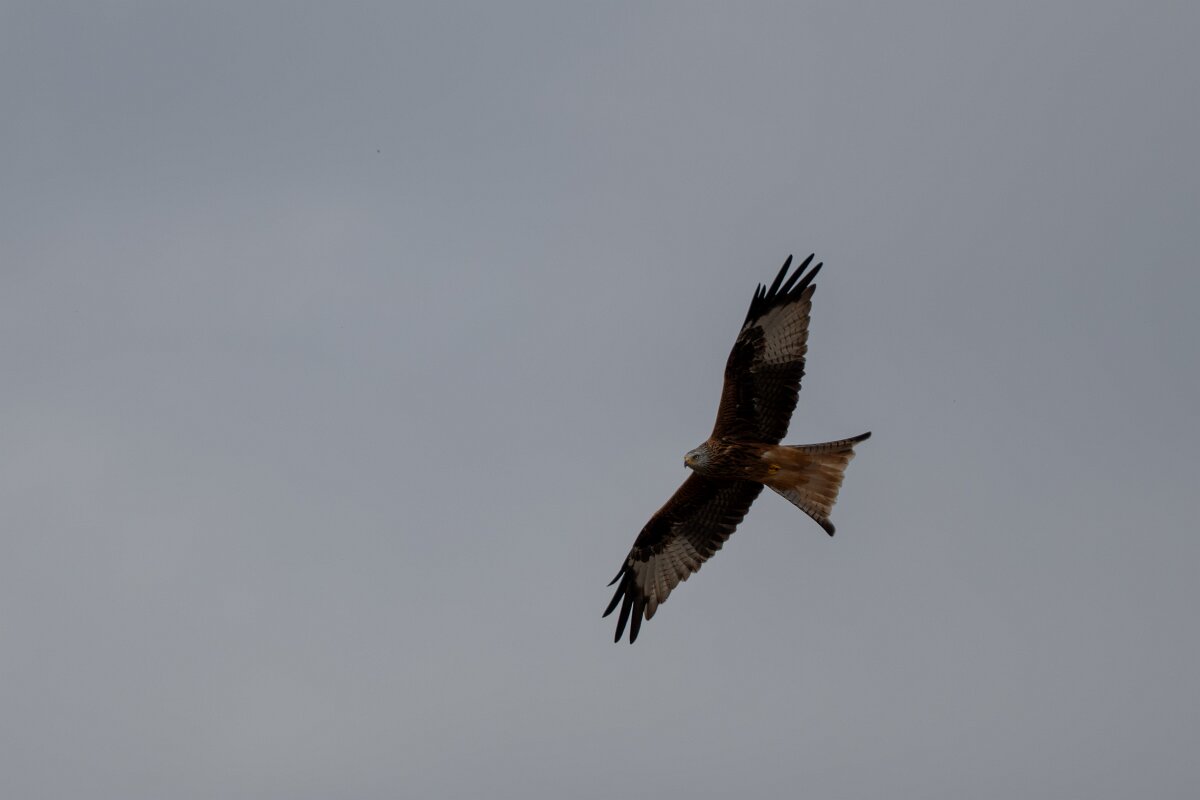 DPPhotography - Andalucia - Red kite - C.jpg - Red kite - Doñana National Park