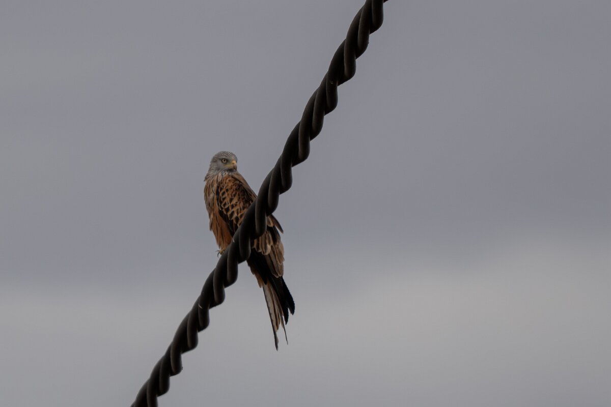 DPPhotography - Andalucia - Red kite - D.jpg - Red kite - Doñana National Park
