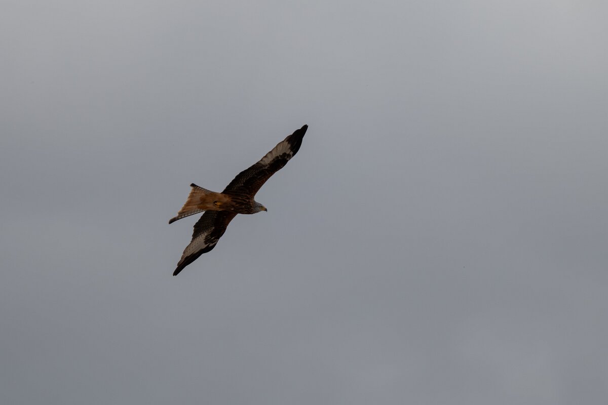 DPPhotography - Andalucia - Red kite - G.jpg - Red kite - Doñana National Park