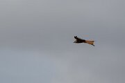 DPPhotography - Andalucia - Red kite - A