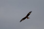 DPPhotography - Andalucia - Red kite - B
