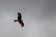 DPPhotography - Andalucia - Red kite - E