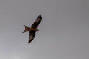 DPPhotography - Andalucia - Red kite - F