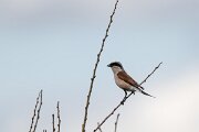 DPPhotography - Extremadura - Red-backed shrike - A