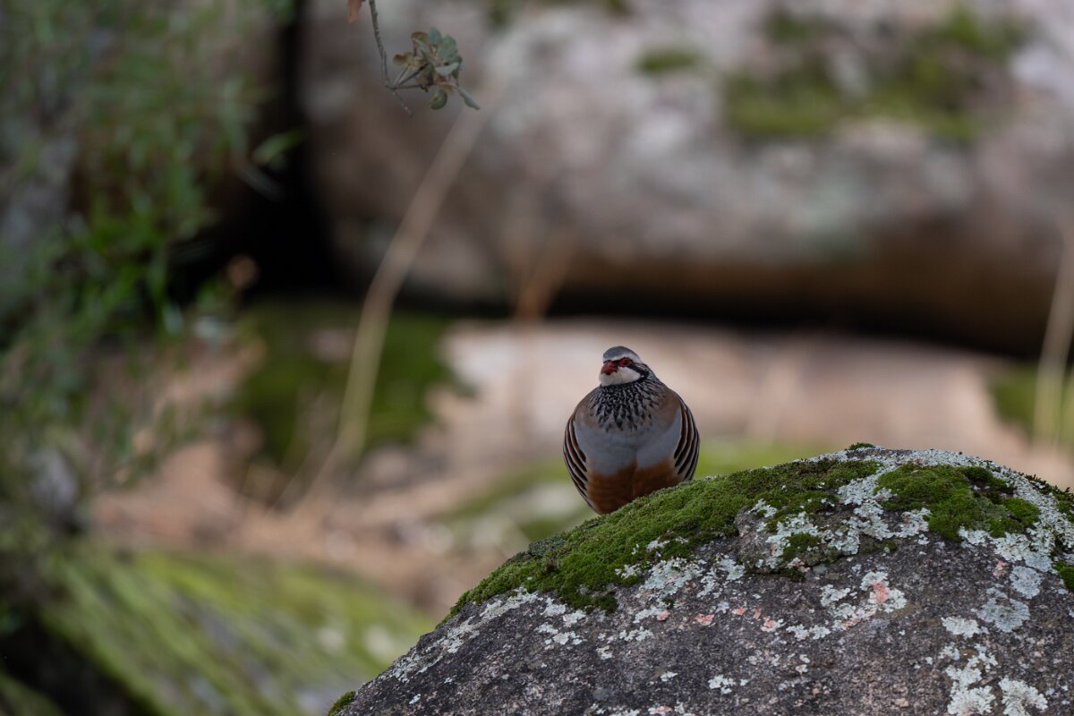 DPPhotography - Andalucia - Red-legged partridge - A.jpg - Red-legged partridge - Sierra de Andújar