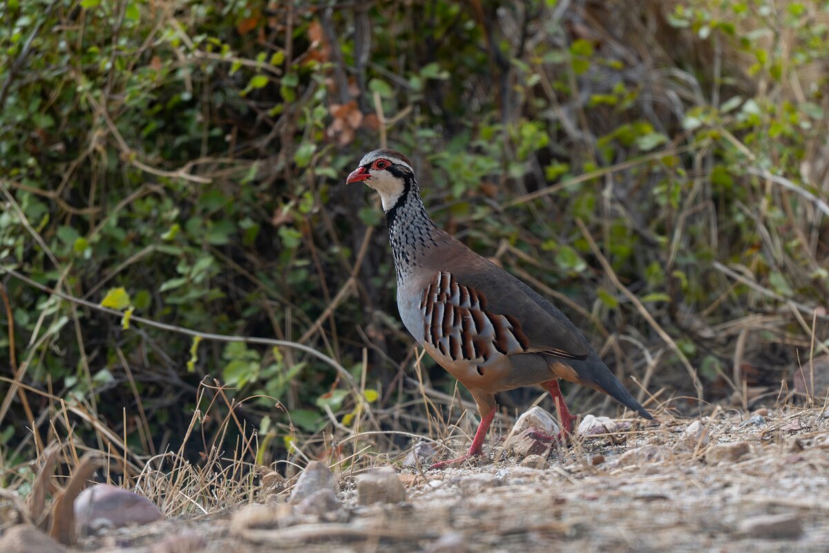 DPPhotography - Andalucia - Red-legged partridge - D.jpg - Red-legged partridge - Sierra de Andújar