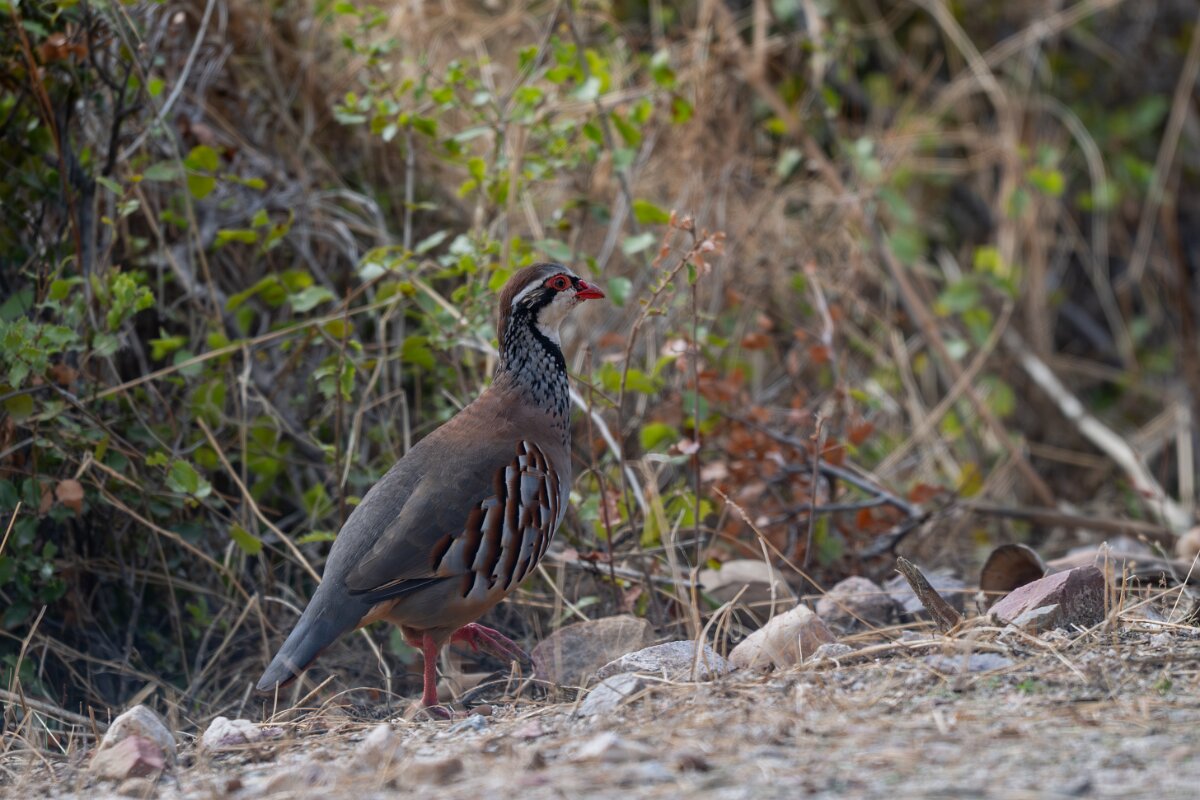 DPPhotography - Andalucia - Red-legged partridge - F.jpg - Red-legged partridge - Sierra de Andújar