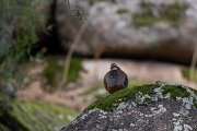 DPPhotography - Andalucia - Red-legged partridge - A