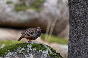 DPPhotography - Andalucia - Red-legged partridge - B