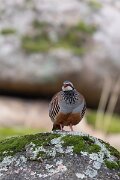DPPhotography - Andalucia - Red-legged partridge - C