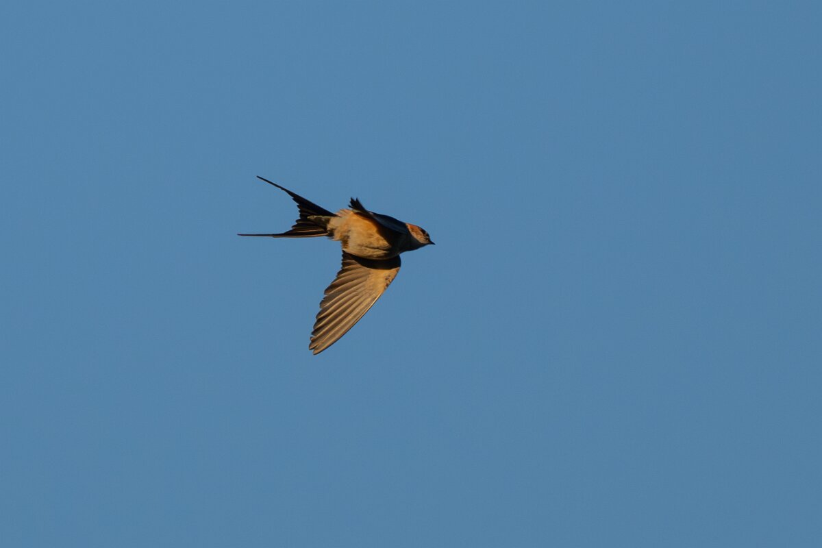 DPPhotography - Extremadura - Red-rumped swallow - B.jpg - Red-rumped swallow - Castillo de Monfragüe, Extremadura
