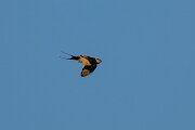 DPPhotography - Extremadura - Red-rumped swallow - A