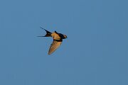 DPPhotography - Extremadura - Red-rumped swallow - B