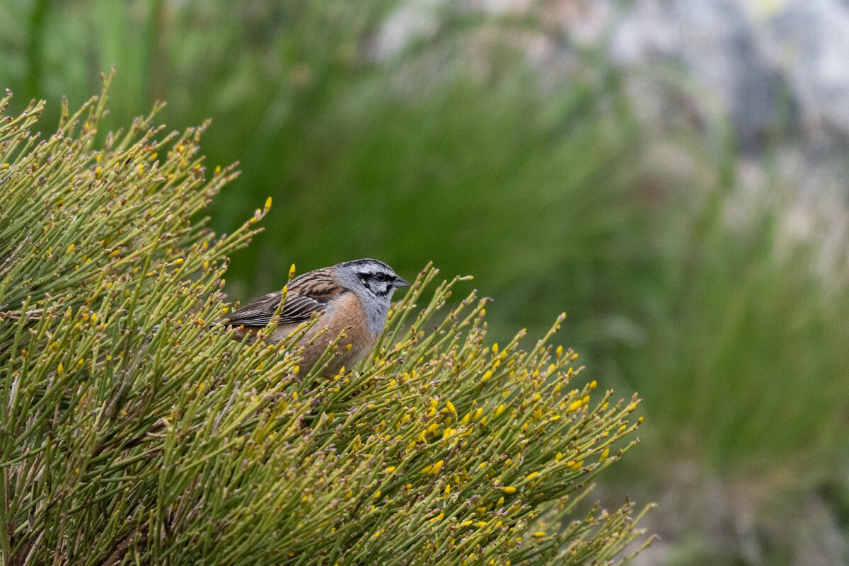 DPPhotography - Extremadura - Rock bunting - B.jpg - Rock bunting - Plataforma de Gredos, Castilla y León