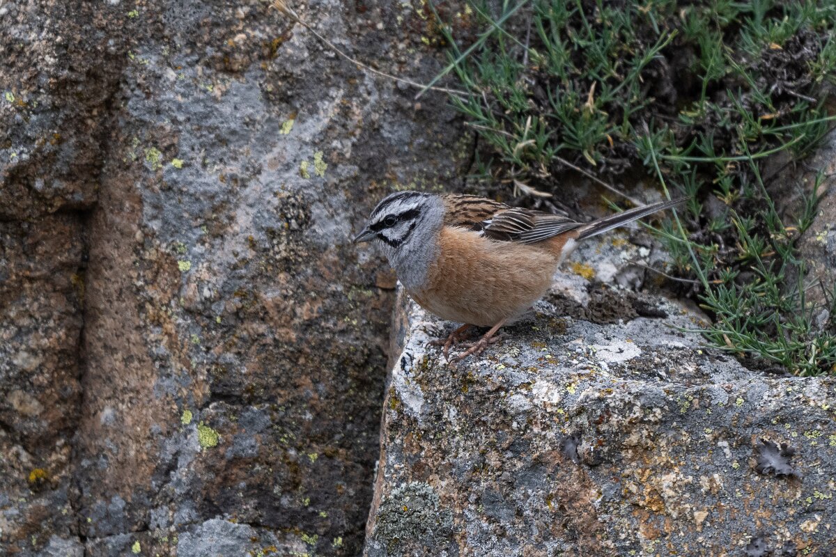 DPPhotography - Extremadura - Rock bunting - D.jpg - Rock bunting - Plataforma de Gredos, Castilla y León
