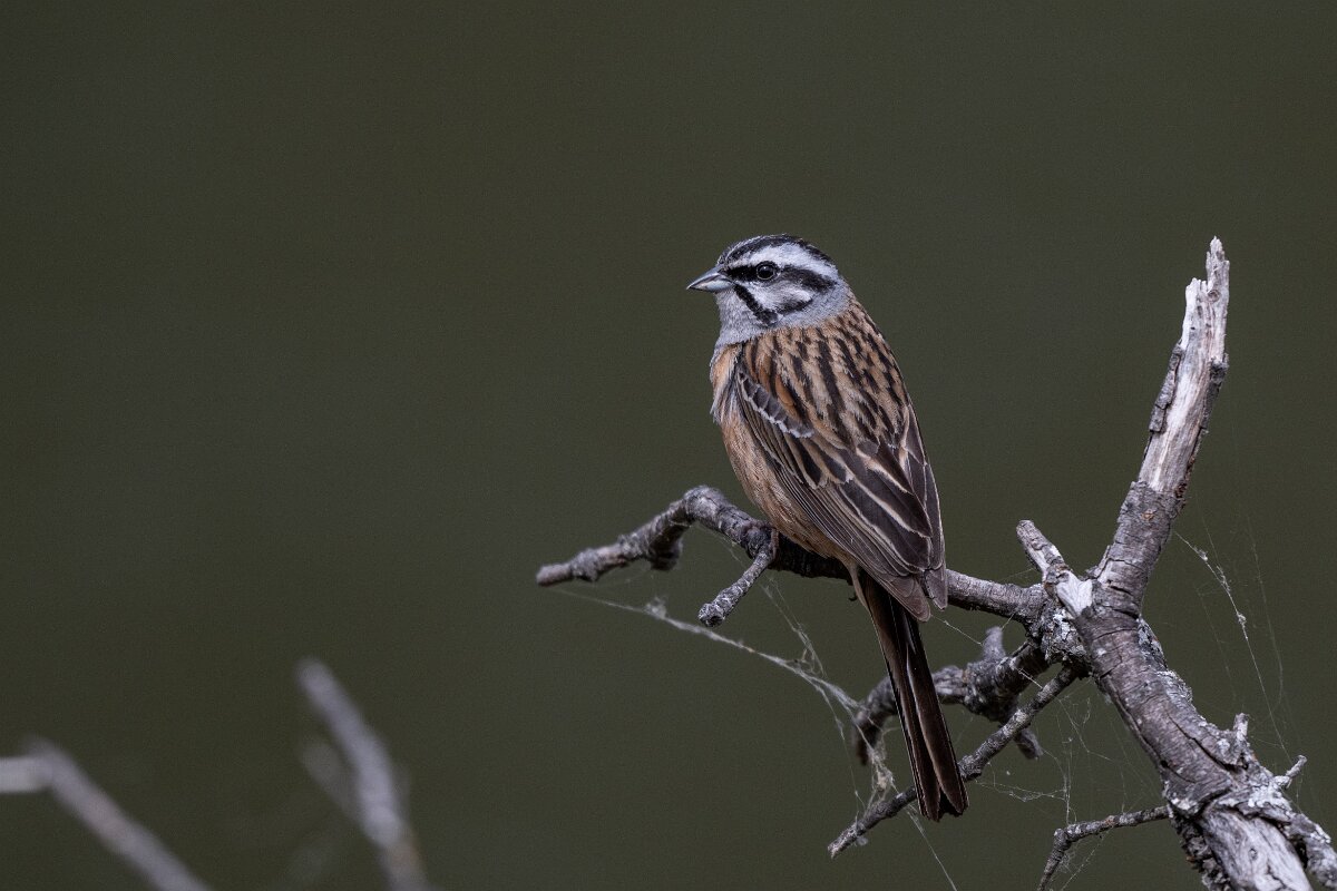 DPPhotography - Extremadura - Rock bunting - G.jpg - Rock bunting - Portilla del Tietar, Extremadura