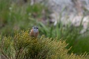 DPPhotography - Extremadura - Rock bunting - A