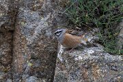 DPPhotography - Extremadura - Rock bunting - D
