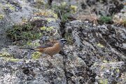 DPPhotography - Extremadura - Rock bunting - E