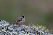 DPPhotography - Extremadura - Rock bunting - F