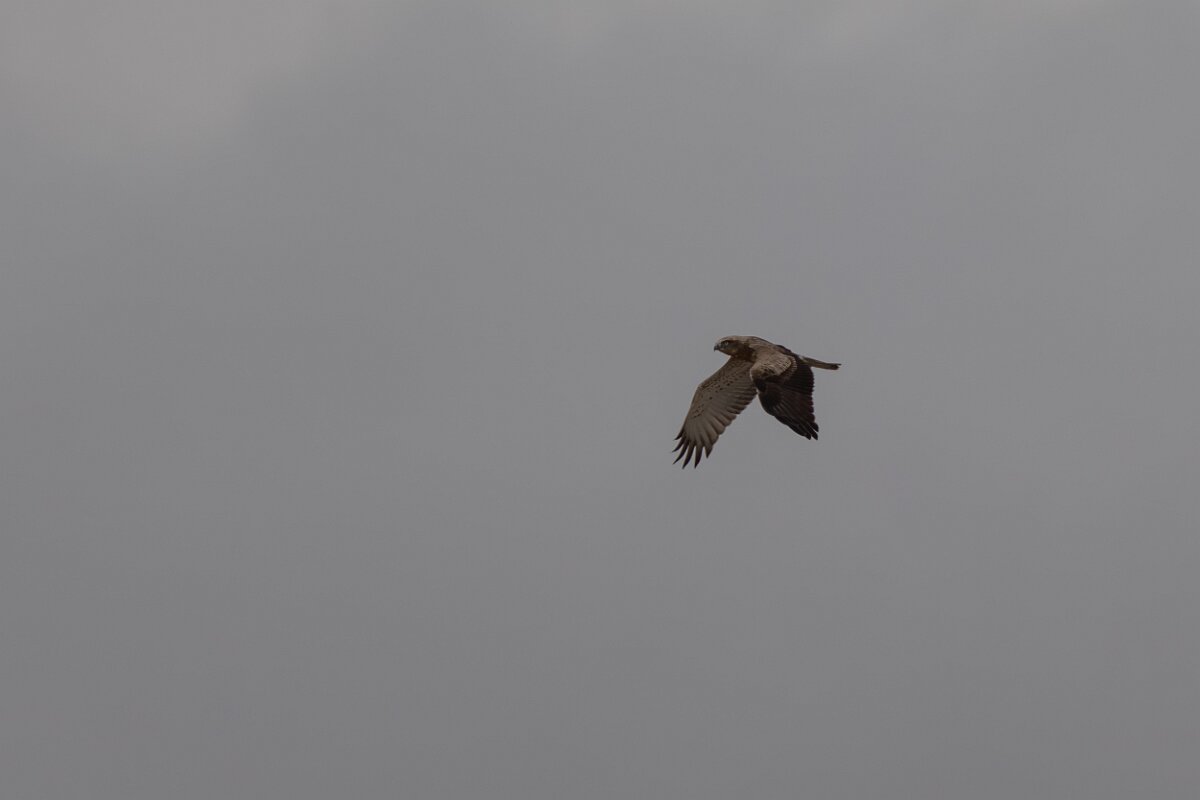 DPPhotography - Andalucia - Short-toed snake-eagle - B.jpg - Short-toed snake eagle - Doñana National Park