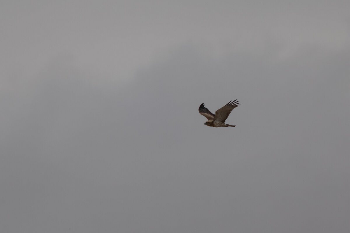 DPPhotography - Andalucia - Short-toed snake-eagle - C.jpg - Short-toed snake eagle - Doñana National Park
