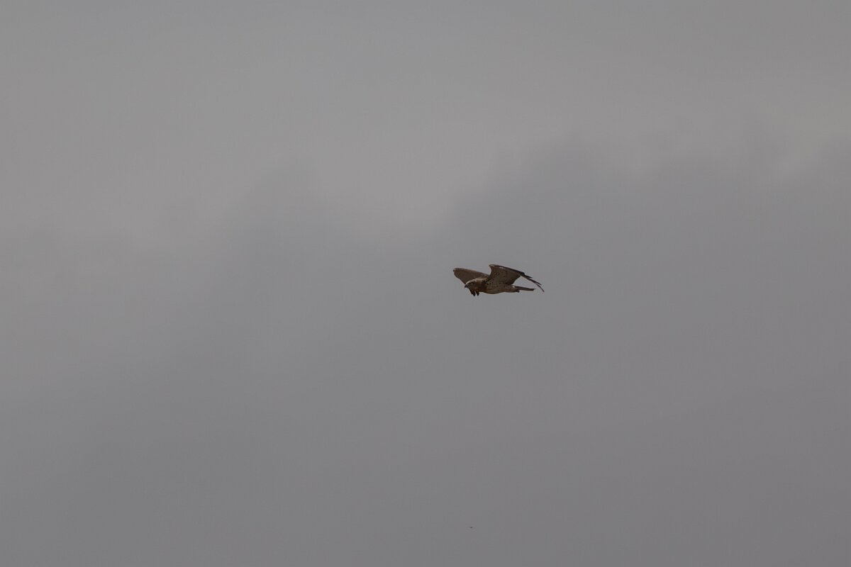 DPPhotography - Andalucia - Short-toed snake-eagle - D.jpg - Short-toed snake eagle - Doñana National Park