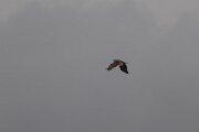 DPPhotography - Andalucia - Short-toed snake-eagle - A