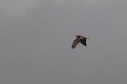 DPPhotography - Andalucia - Short-toed snake-eagle - B