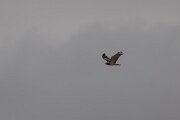 DPPhotography - Andalucia - Short-toed snake-eagle - C