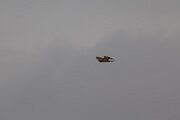 DPPhotography - Andalucia - Short-toed snake-eagle - D