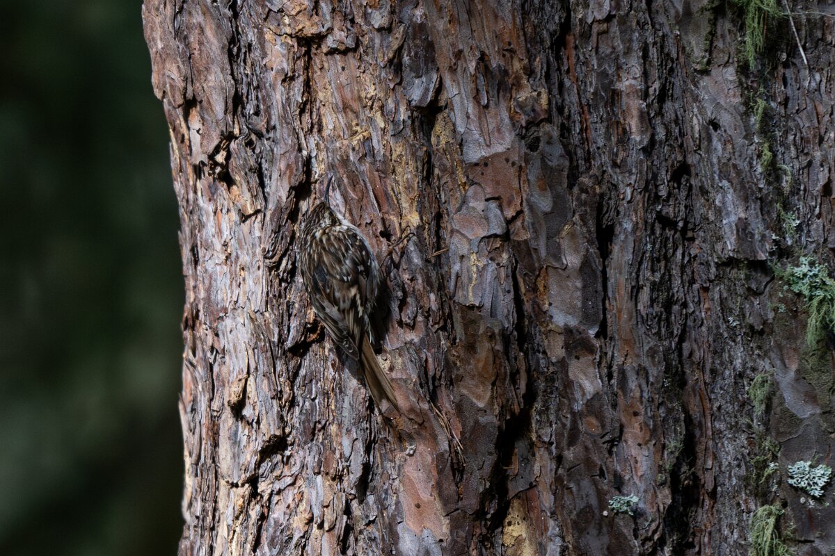 DPPhotography - Extremadura - Short-toed snake eagle - C.jpg - Short-toed treecreeper - Parador de Gredos, Castilla y León
