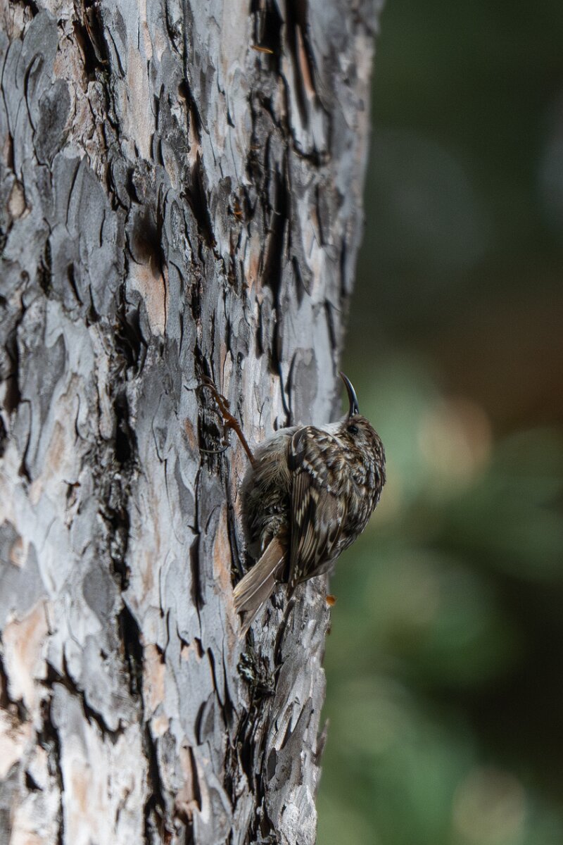 DPPhotography - Extremadura - Short-toed snake eagle - G.jpg - Short-toed treecreeper - Parador de Gredos, Castilla y León