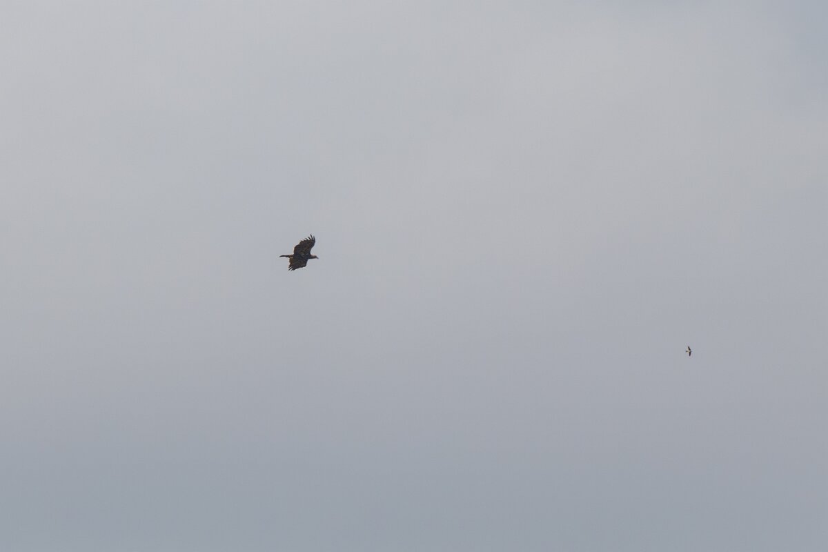 DPPhotography - Extremadura - Spanish imperial eagle - B.jpg - Spanish imperial eagle - Portilla del Tietar, Extremadura