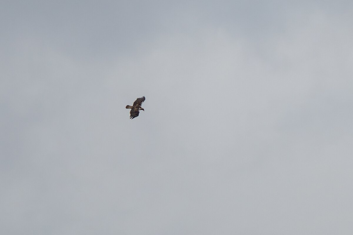 DPPhotography - Extremadura - Spanish imperial eagle - D.jpg - Spanish imperial eagle - Portilla del Tietar, Extremadura