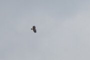 DPPhotography - Extremadura - Spanish imperial eagle - C