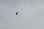 DPPhotography - Extremadura - Spanish imperial eagle - D