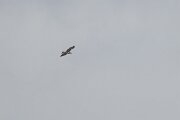 DPPhotography - Extremadura - Spanish imperial eagle - E