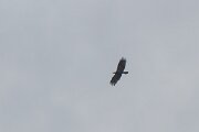 DPPhotography - Extremadura - Spanish imperial eagle - H