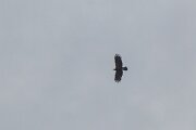 DPPhotography - Extremadura - Spanish imperial eagle - I