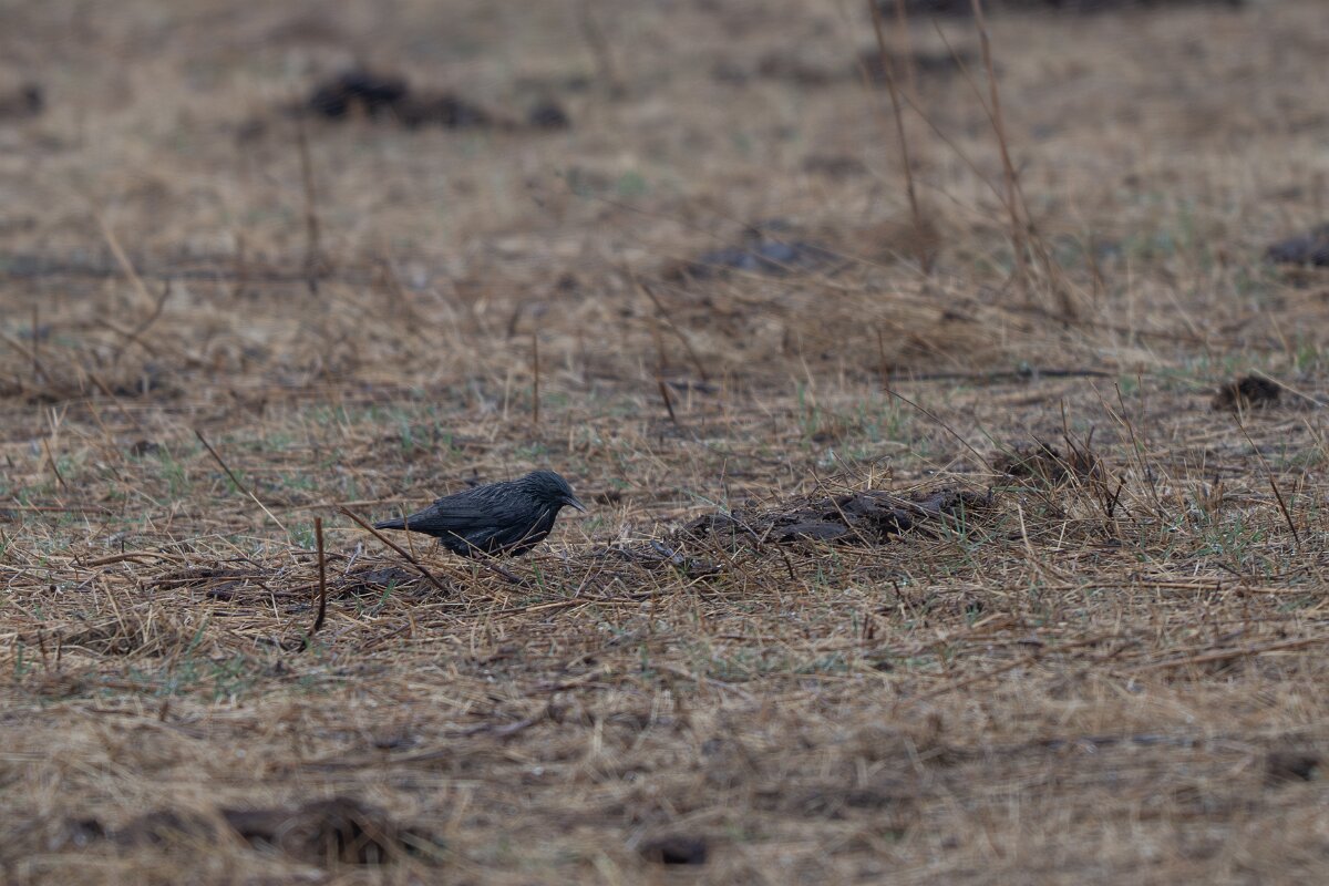 DPPhotography - Andalucia - Spotless starling - D.jpg - Spotless starling - Doñana National Park