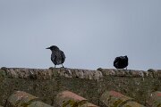 DPPhotography - Andalucia - Spotless starling - A
