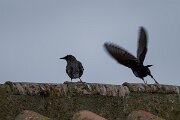 DPPhotography - Andalucia - Spotless starling - B